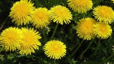 Frunzele, rădăcinile și florile au multiple beneficii pentru sănătate