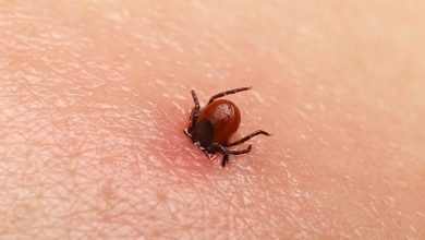 Specialiştii atrag atenţia ca oamenii să aleagă cu grijă locurile în care ies în natură pentru evitarea înţepăturilor de căpuşe