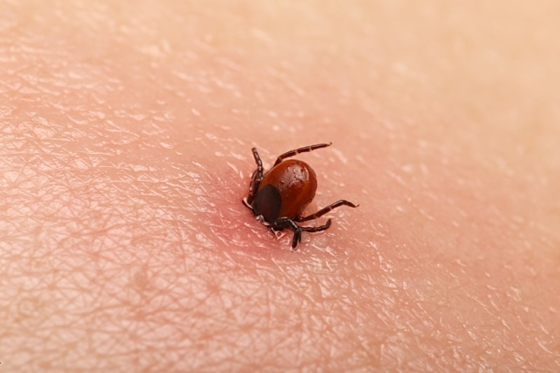 Specialiştii atrag atenţia ca oamenii să aleagă cu grijă locurile în care ies în natură pentru evitarea înţepăturilor de căpuşe