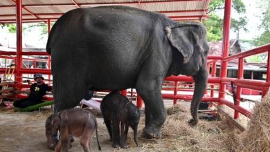 FOTO O femelă de elefant a născut gemeni, un eveniment rar la această specie