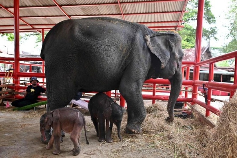 FOTO O femelă de elefant a născut gemeni, un eveniment rar la această specie