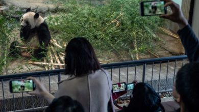 Vizita premierului chinez în Australia. Demnitarul a promis o pereche de panda pentru Zoo Adelaide
