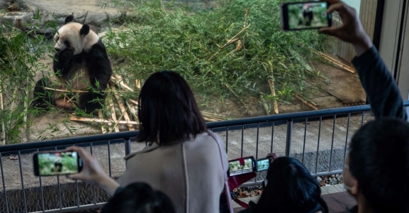 Vizita premierului chinez în Australia. Demnitarul a promis o pereche de panda pentru Zoo Adelaide