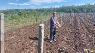 Agricultorii din Dolj sunt DISPERAȚI. Peste 100 de hectare de viță de vie, puse la pământ: „În 10 minute, totul a fost distrus”