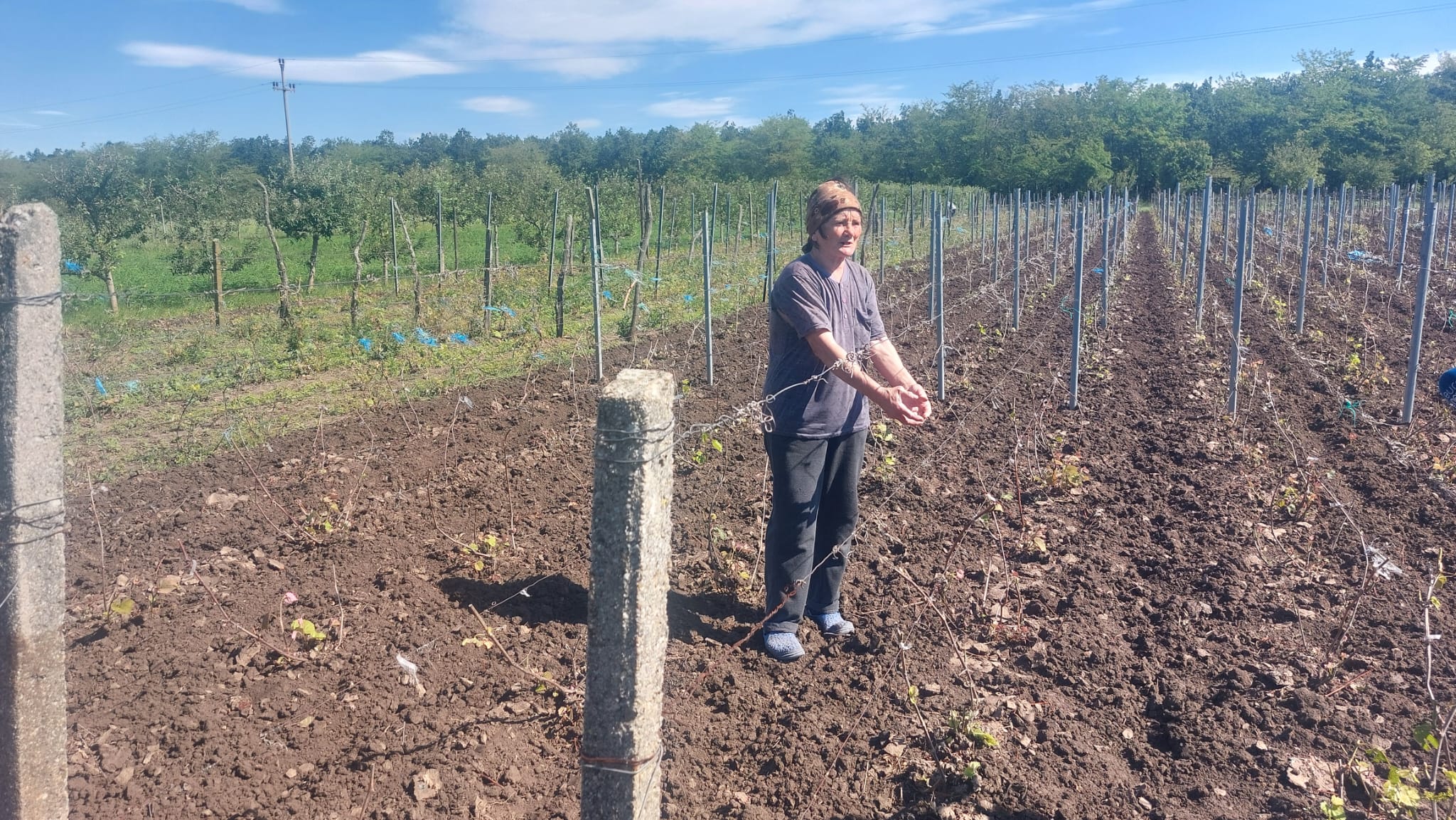 Agricultorii din Dolj sunt DISPERAȚI. Peste 100 de hectare de viță de vie, puse la pământ: „În 10 minute, totul a fost distrus”